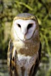 Barn Owl