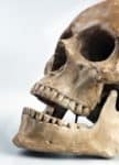 Bone, Skull, Jaw, Skeleton